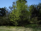 Nothofagus antarctica