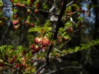Nothofagus antarctica