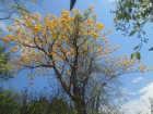 Cochlospermum tetraporum