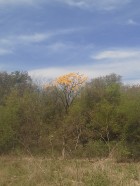 Cochlospermum tetraporum