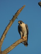 Falco peregrinus