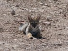 Lycalopex gymnocercus