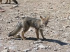 Lycalopex gymnocercus