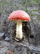 Amanita muscaria