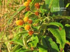 Buddleja globosa