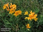 Alstroemeria aurea