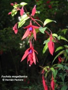 Fuchsia magellanica