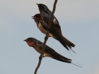 Hirundo rustica