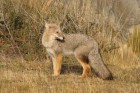 Lycalopex gymnocercus