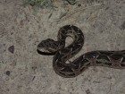 Bothrops neuwiedi