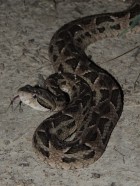 Bothrops neuwiedi