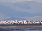 Phoenicopterus chilensis