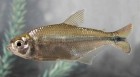Psalidodon fasciatus