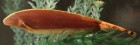 Apteronotus albifrons