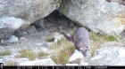 Lontra provocax