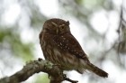 Glaucidium brasilianum