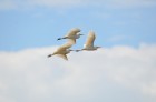 Bubulcus ibis