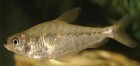 Charax stenopterus