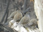 Callipepla californica