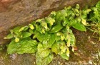 Calceolaria tucumana