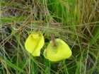 Calceolaria umbellata