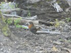 Scelorchilus rubecula