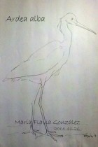 Ardea alba