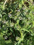 Veronica anagallis-aquatica