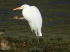 Ardea alba
