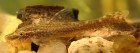 Hisonotus maculipinnis