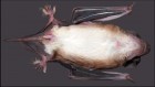 Cynomops planirostris