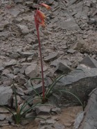 Hieronymiella marginata