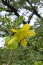 Bulnesia schickendantzii