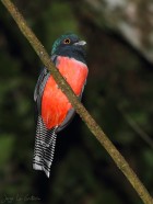 Trogon curucui