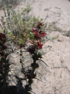 Tetraglochin cristatum