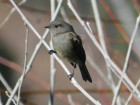 Colorhamphus parvirostris