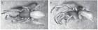Ariadna cephalotes