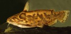 Trachelyopterus cf. galeatus