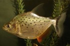 Serrasalmus marginatus
