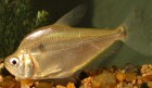 Roeboides microlepis