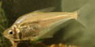Roeboides affinis