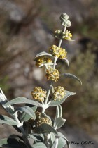 Buddleja cordobensis