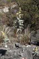 Buddleja cordobensis