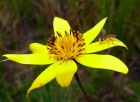 Bidens triplinervia