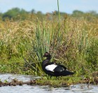 Cairina moschata