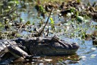 Caiman latirostris