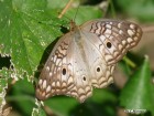 Anartia jatrophae