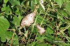 Anartia jatrophae