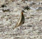 Oreopholus ruficollis