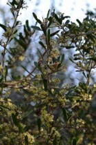 Schinus fasciculatus